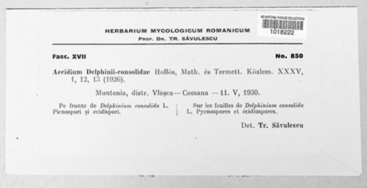 Aecidium delphinii-consolidae image